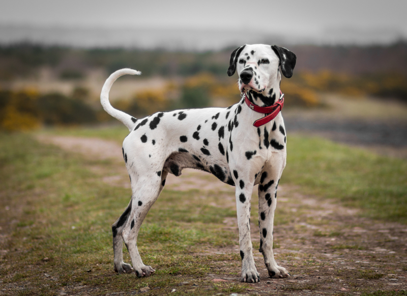 Dalmatiner | Beth James/Shutterstock 