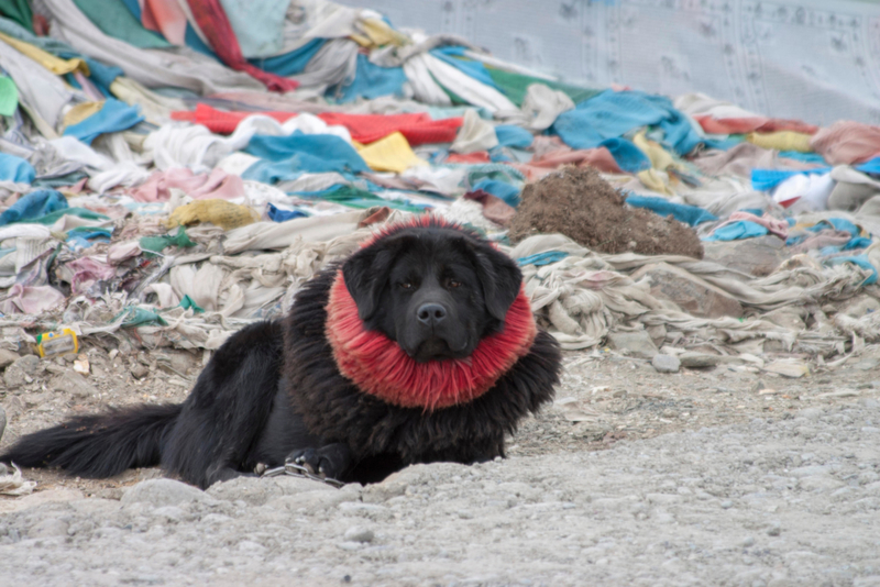 Tibetischer Mastiff | Alamy Stock Photo by PAUL(PIBS)DAVIES