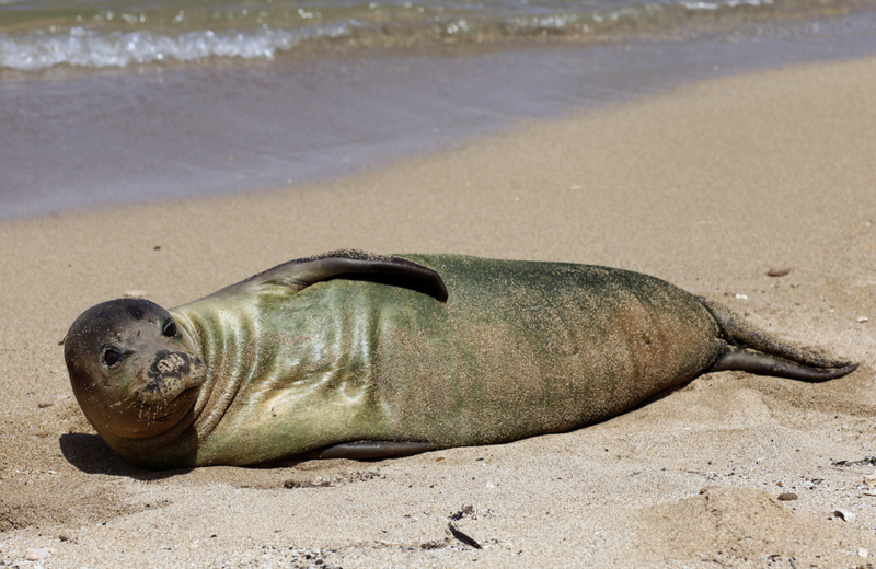 Las focas monje hacen algo más que cambiar de piel | Getty Images/dschreiber29