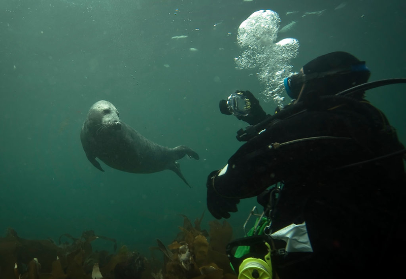 No toques a las focas | Getty Images/ Dan Kitwood