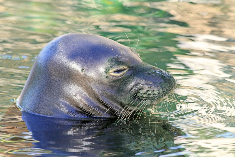 Como focas bajo el agua | Alamy Stock Photo
