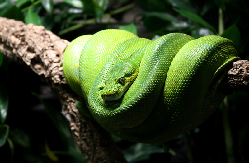 No se permiten serpientes | Alamy Stock Photo