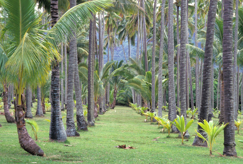 ¿Qué pasó con el Coco Palms Resort? | Alamy Stock Photo 