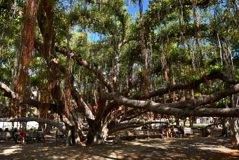 El árbol más grande del mundo | Alamy Stock Photo