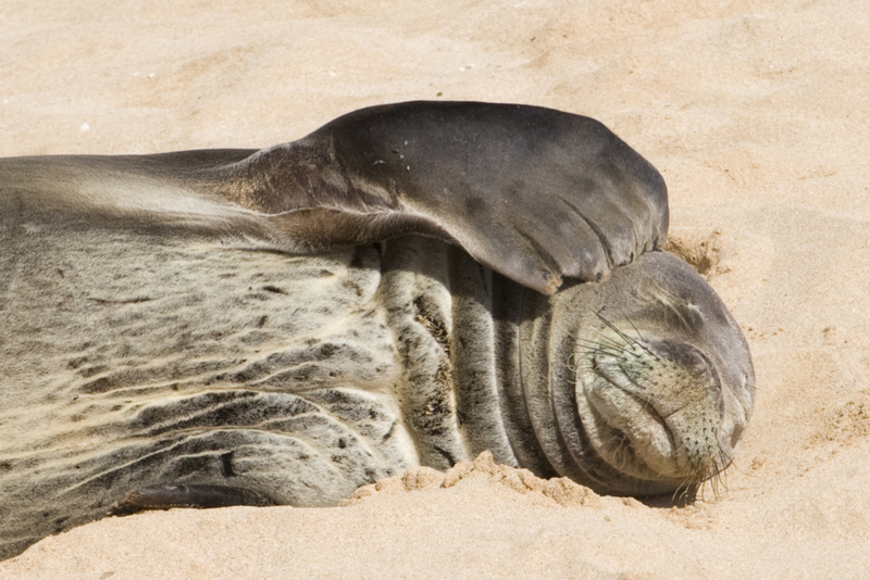 Las focas monje son muy somnolientas | Getty Images/ Hal Beral