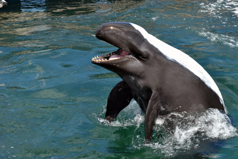 Las orcas hawaianas no son asesinas | Alamy Stock Photo