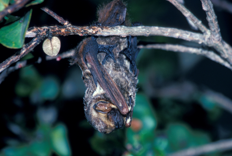 El murciélago canoso | Alamy Stock Photo