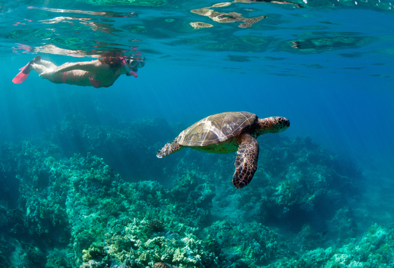 Hay muchas especies de tortugas marinas | Getty Images/M.M. Sweet Creative