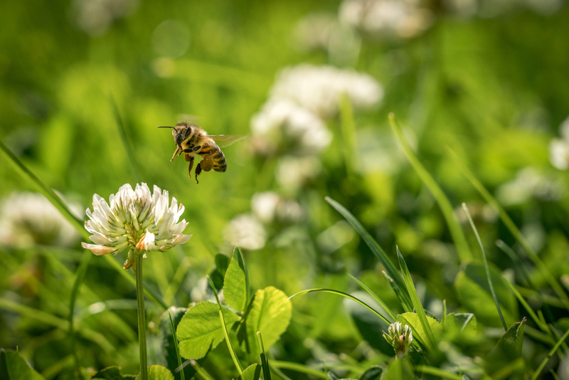 How to Bee the Change | Shutterstock