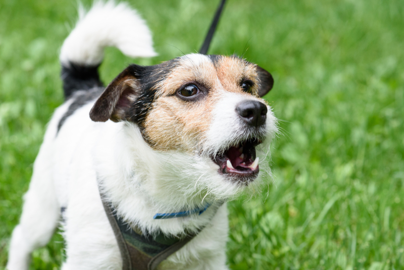 Warum Hunde bellen | Shutterstock Photo by alexei_tm