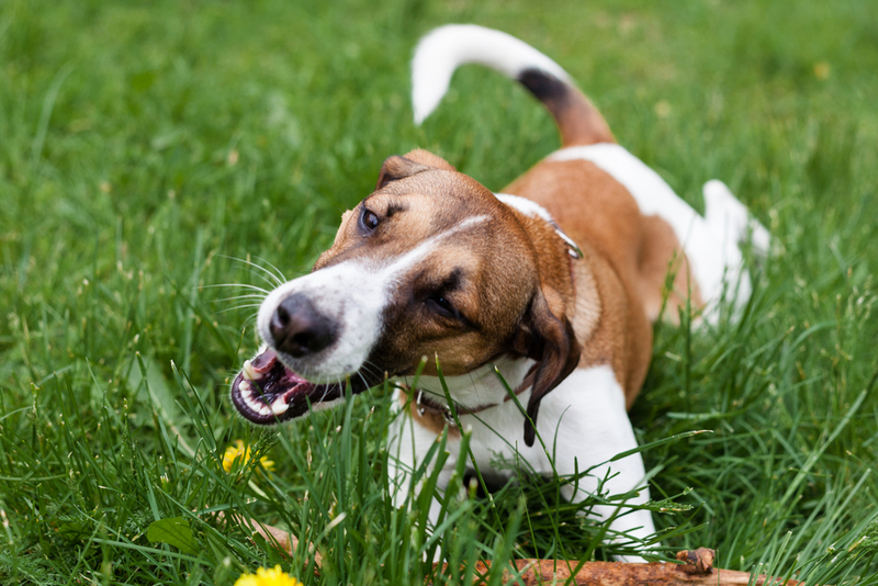 Hunde, die Gras fressen | Shutterstock Photo by Aksana Lebedz