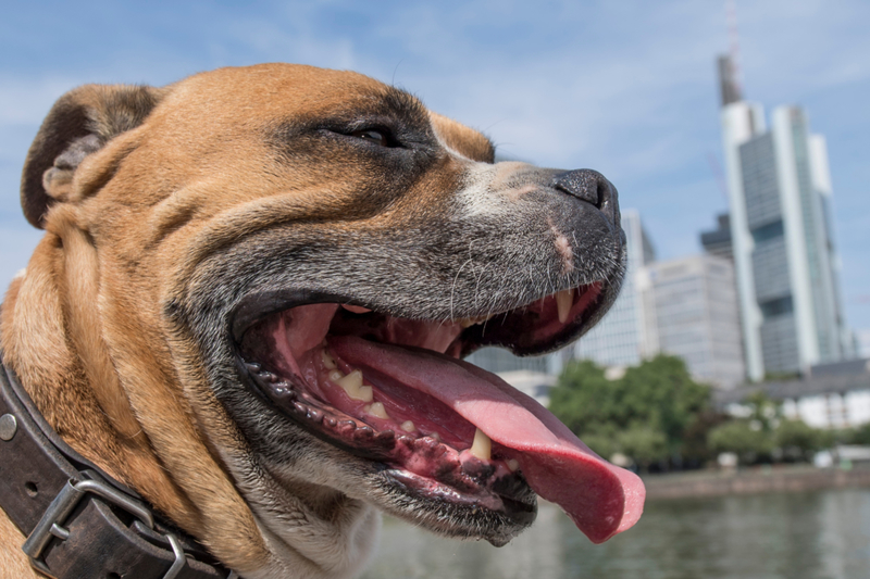 Warum euer Hund hechelt | Getty Images Photo by Boris Roessler/picture alliance 
