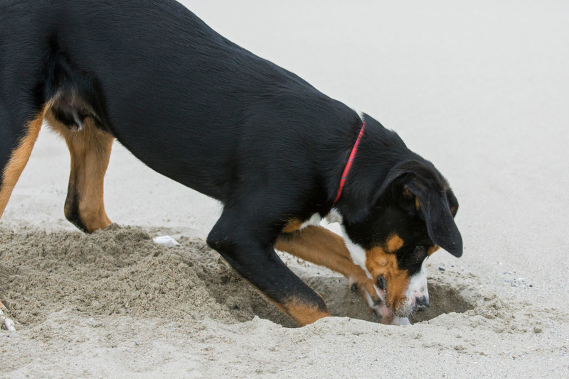 Warum graben Hunde den Garten um? | Getty Images Photo by Arterra