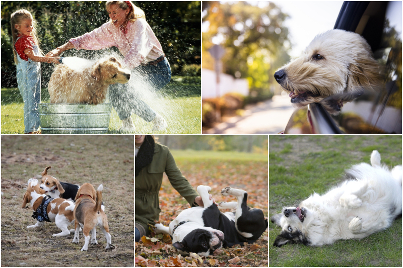 Die verborgene Bedeutung der Verhaltensweisen Ihres Hundes | Getty Images Photo by Yellow Dog Productions & adamkaz & Jaap Arriens/NurPhoto & LittleCityLifestylePhotography & BSIP
