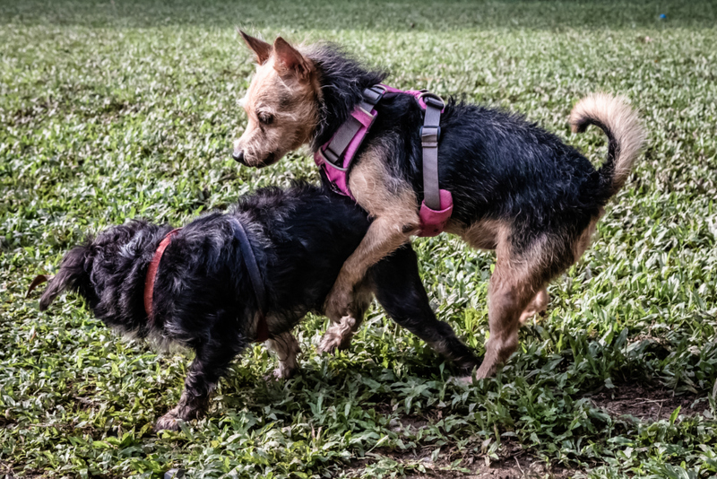 Wenn Hunde andere besteigen | Shutterstock Photo by Spiky and I