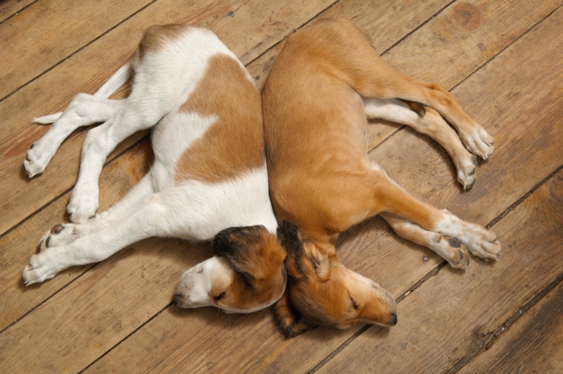 Rücken an Rücken mit anderem Hund schlafend | Shutterstock Photo by MAGDALENA SZACHOWSKA