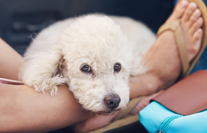 Warum euer Hund auf euren Füßen liegt | Shutterstock Photo by PixieMe