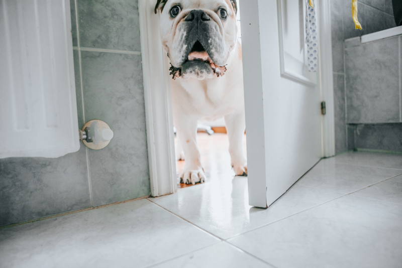 Wenn euer Hund an eurer Seite bleibt | Getty Images Photo by Carol Yepes