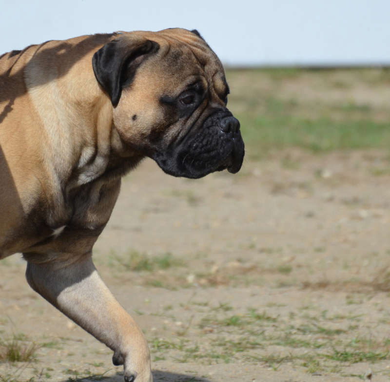 Warum Hund hin und her laufen | Shutterstock Photo by DejaVuDesigns