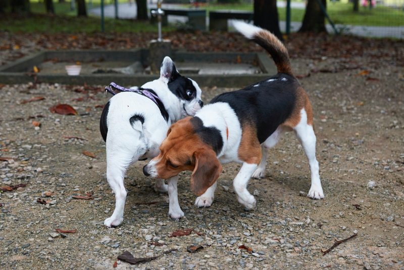 An den Hintern anderer Hunde schnüffeln | Shutterstock Photo by Spiky and I