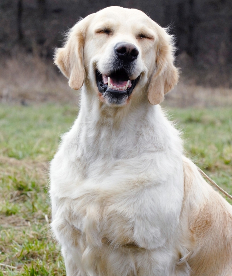 Blinzelnder oder zwinkernder Hund | Shutterstock Photo by Tatiana Gass