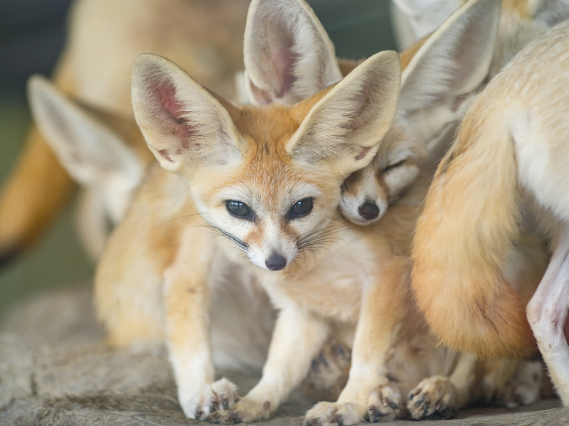Fennec Foxes and Why They Call the Desert Home | Shutterstock