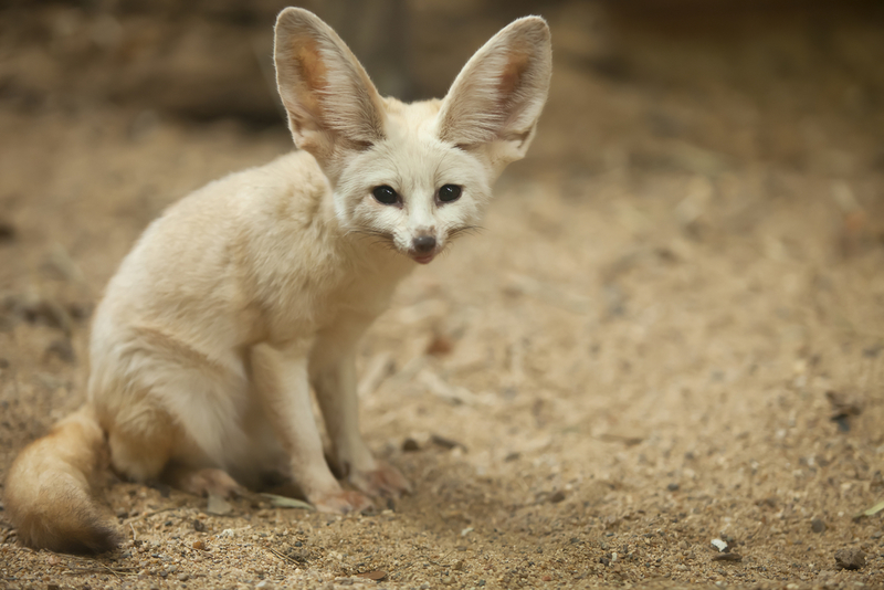 Fennec Foxes and Why They Call the Desert Home | Shutterstock