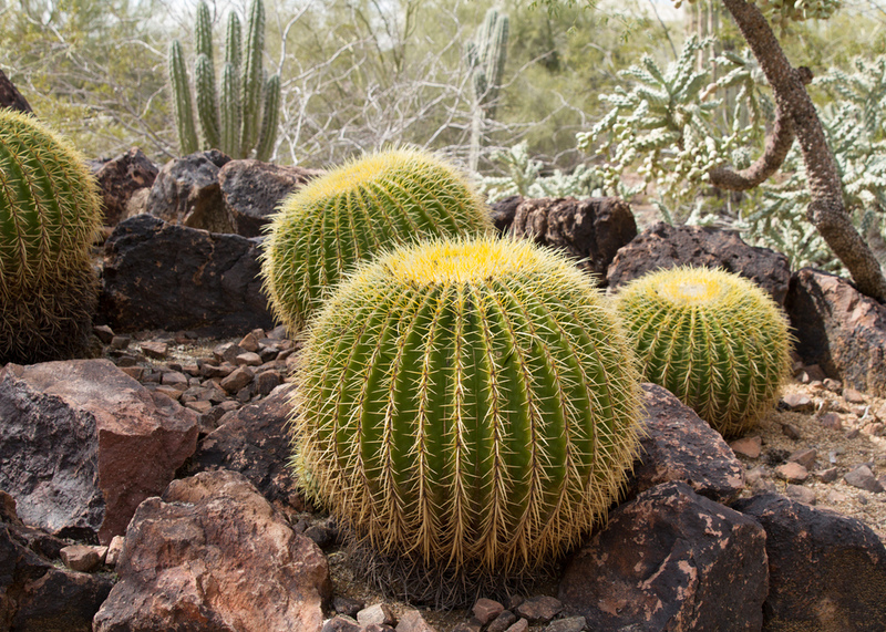 The Golden Barrel Cactus | Shutterstock