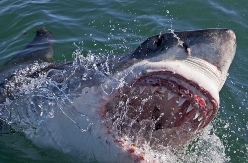 The World’s Most Aggressive Sharks | 