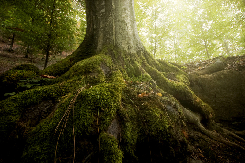 Why Our Planet Needs Old-Age Forests | Shutterstock