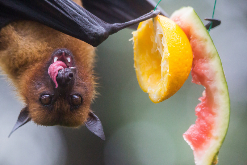 Anything but Vampires – Let’s Bust Some Myths About Bats | Shutterstock