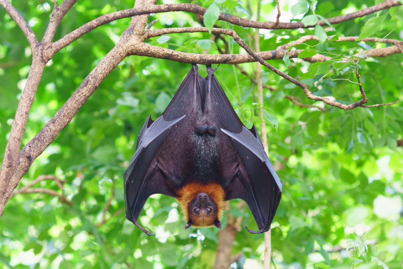 Anything but Vampires – Let’s Bust Some Myths About Bats | Shutterstock