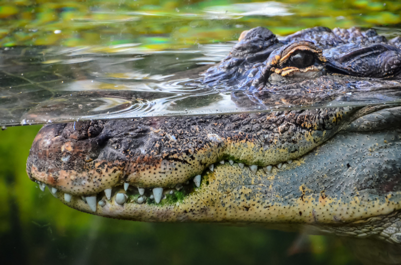 How the Dinosaurs Disappeared but Crocodiles Survived | Shutterstock