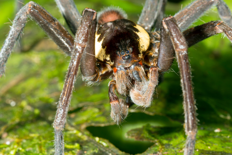 Araña gigante de pesca amazónica | Alamy Stock Photo