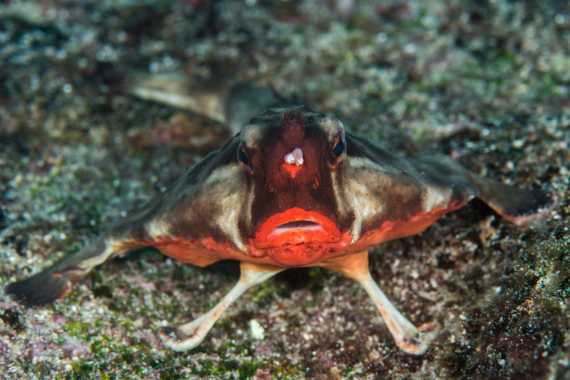 Pez murciélago de labios rojos | Shutterstock