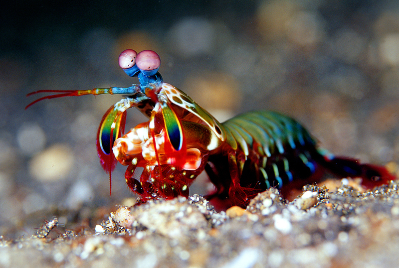 Camarón mantis pavo real | Shutterstock