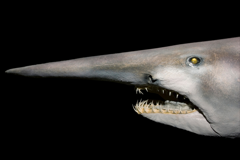 Tiburón duende | Alamy Stock Photo