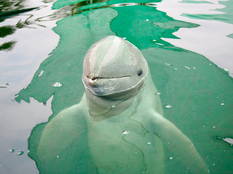 Delfín del río Irawadi | Shutterstock