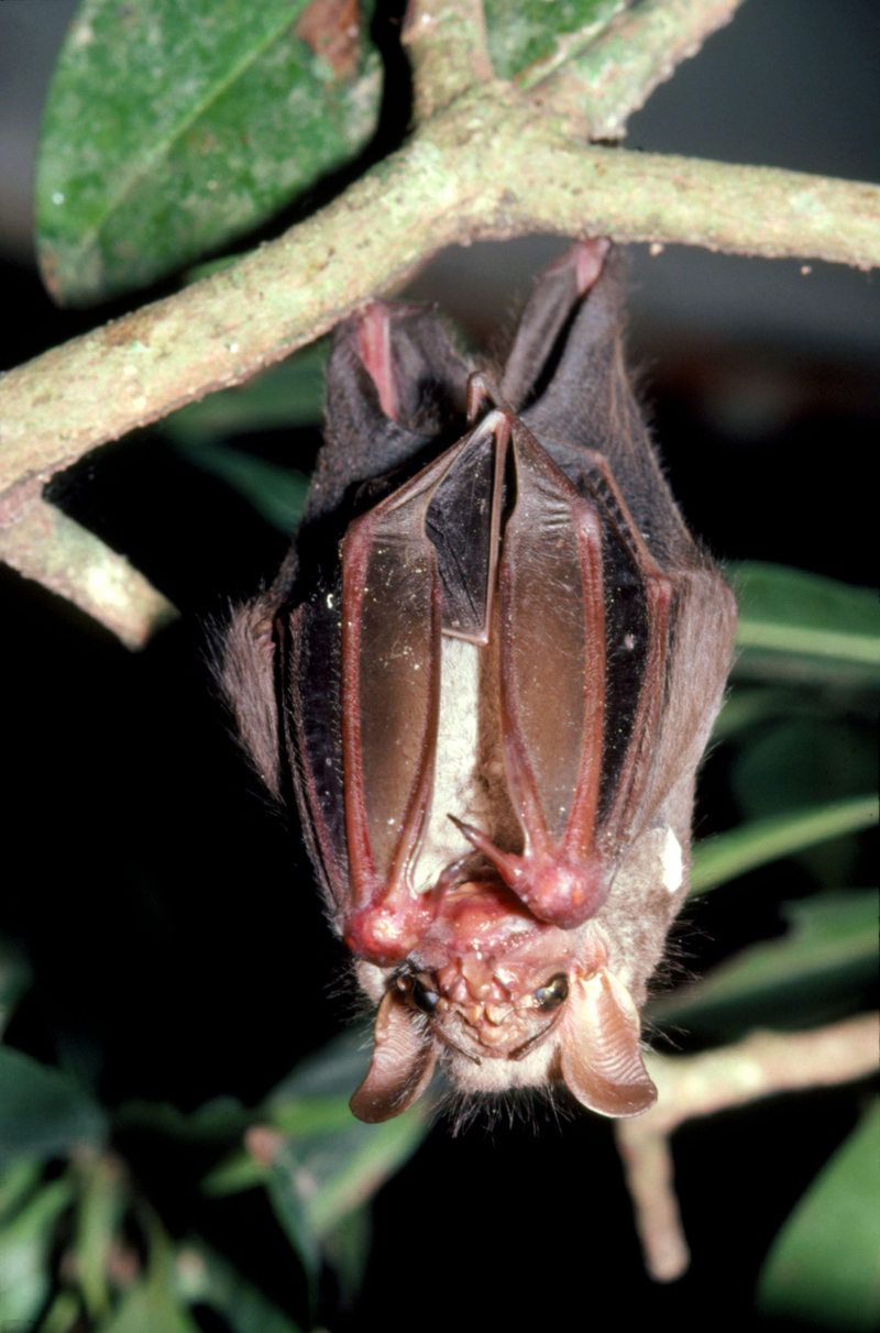 Murciélago de cara arrugada | Alamy Stock Photo