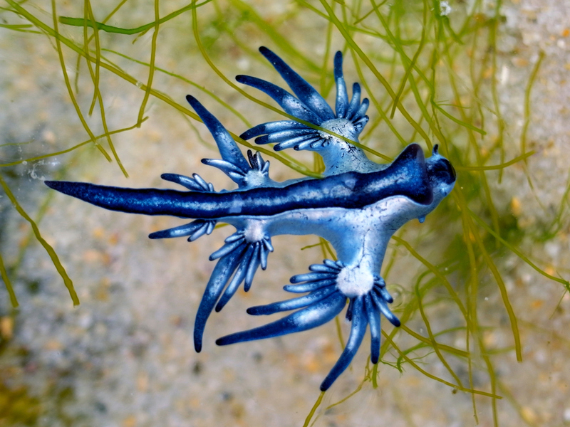 Dragón azul (Glaucus Atlanticus) | Shutterstock