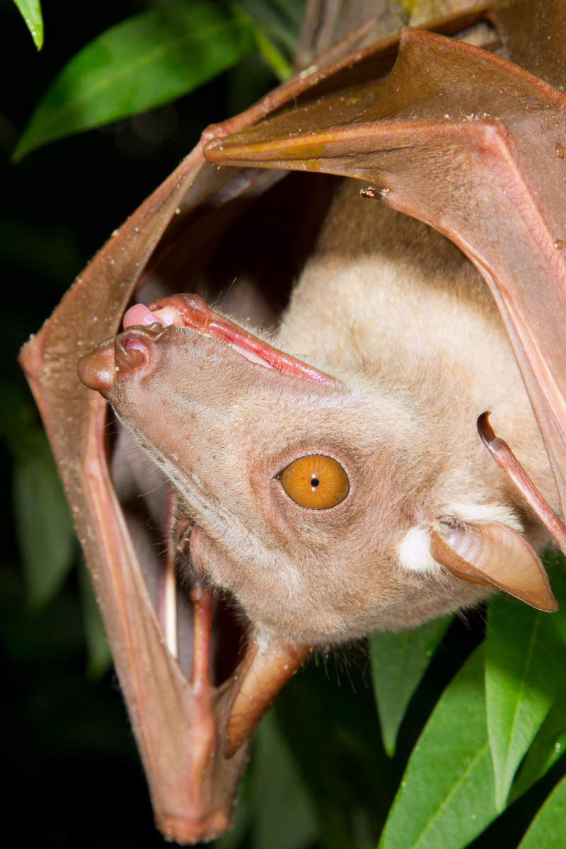 Murciélago cabeza de martillo | Alamy Stock Photo