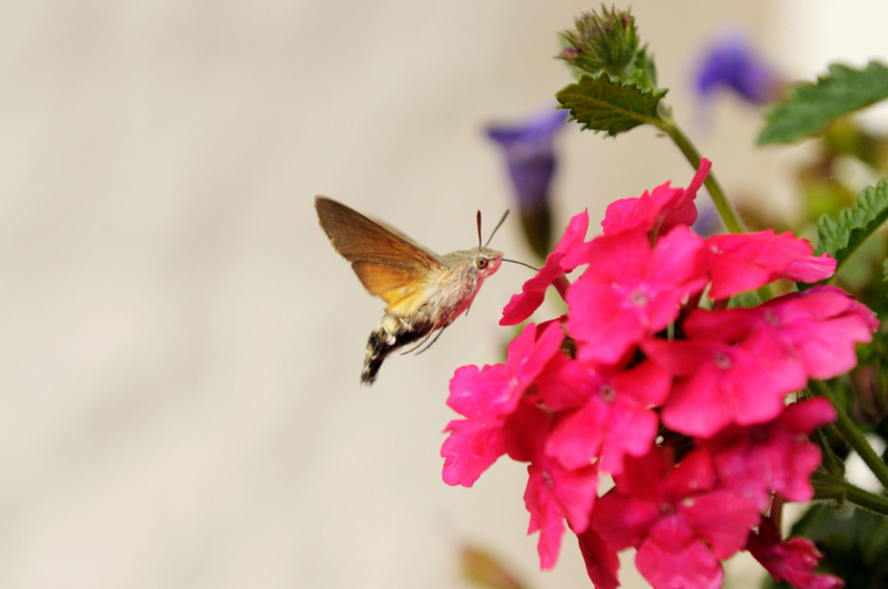 Esfinge colibrí | Alamy Stock Photo