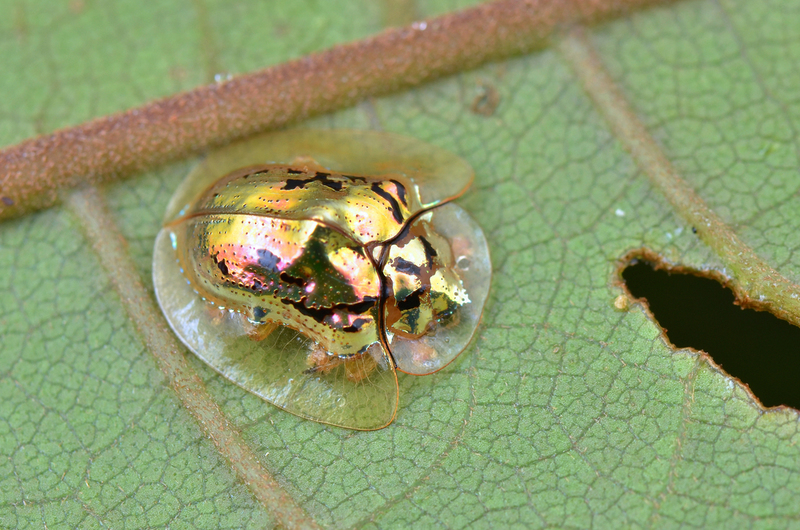 Escarabajo tortuga de oro | Shutterstock