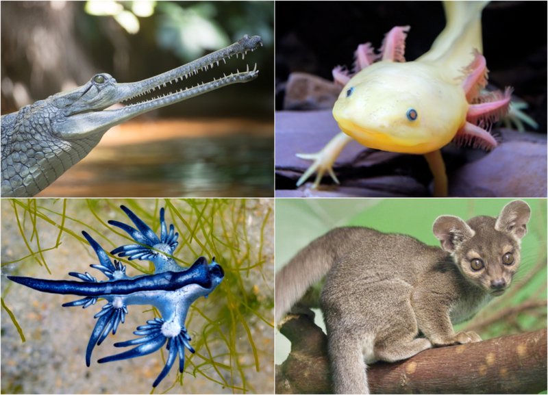 Animales exóticos que no creerías que existen | Shutterstock