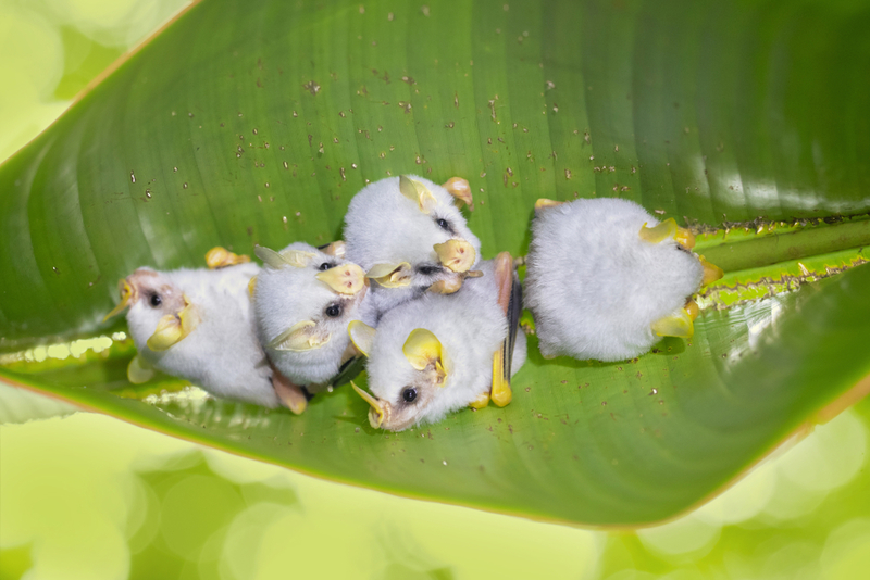 Murciélago blanco hondureño | Shutterstock