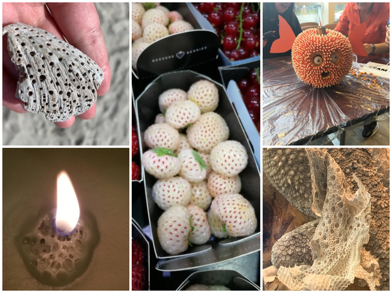 Lots and Lots of Small Holes: Could You Have Trypophobia | Reddit.com/steve_jcqueen & Nakamoto1999 & Aristortales & frozenfruit123 & GRANDADDYSHOUSE