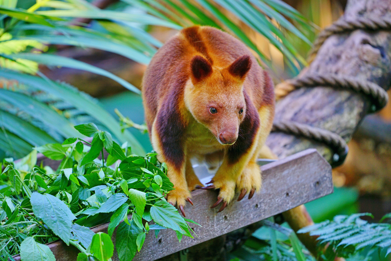 Tree Kangaroo | Shutterstock