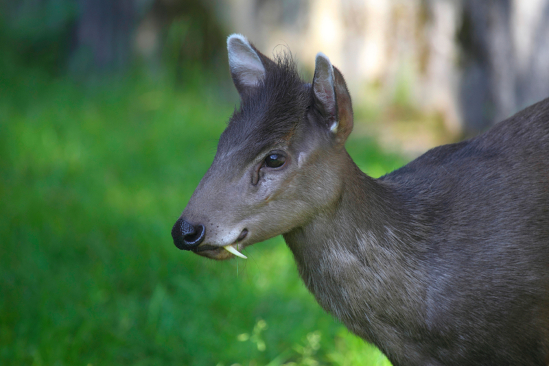 Tufted Deer | Alamy Stock Photo