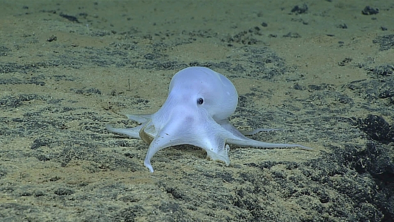 Casper Octopus | Alamy Stock Photo
