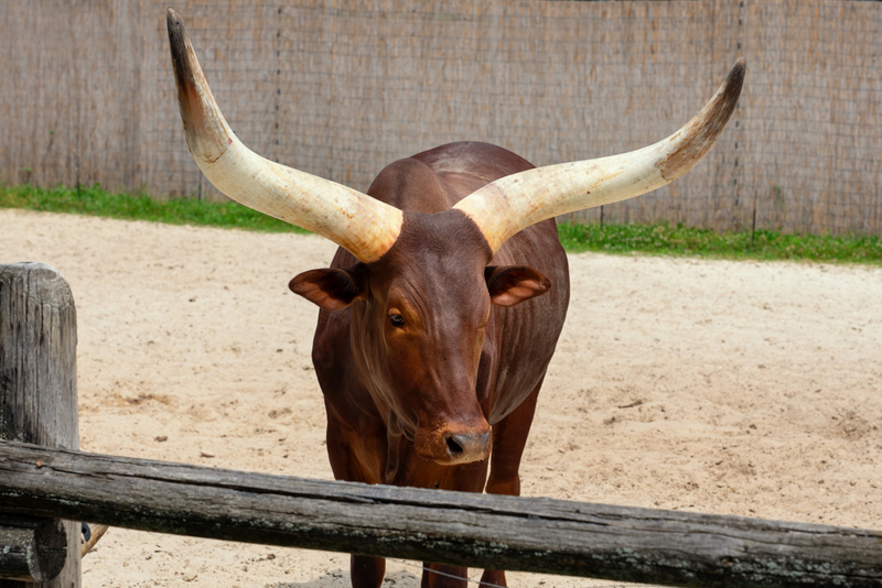 Ankole-Watusi Bull | Shutterstock